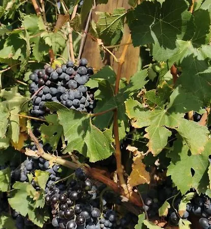Passion Du Var Vidauban Esterno foto