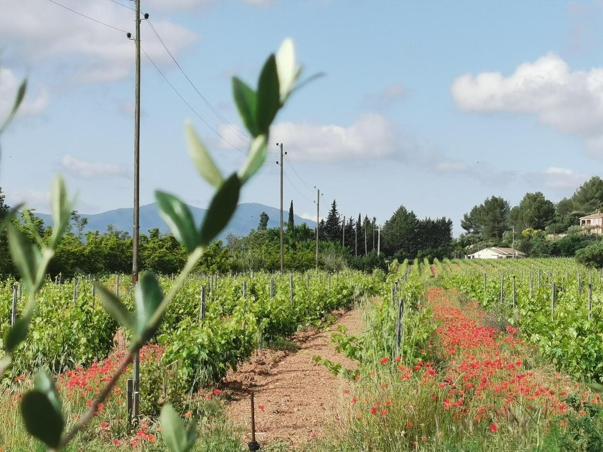 Passion Du Vidauban